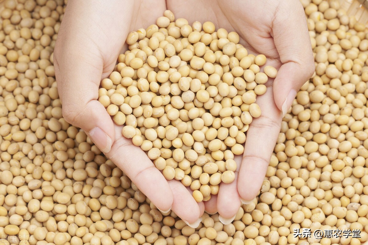 今年大豆价格最新行情现在是多少,当前大豆价格是多少钱一斤