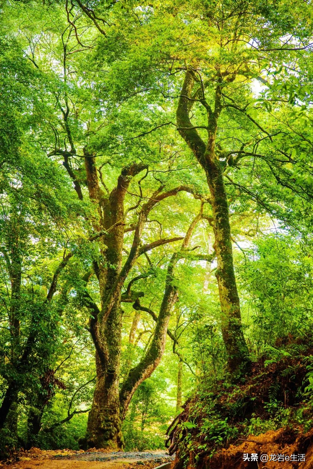 夏天龙岩哪里凉快适合避暑,龙岩新罗区有哪些避暑的好地方