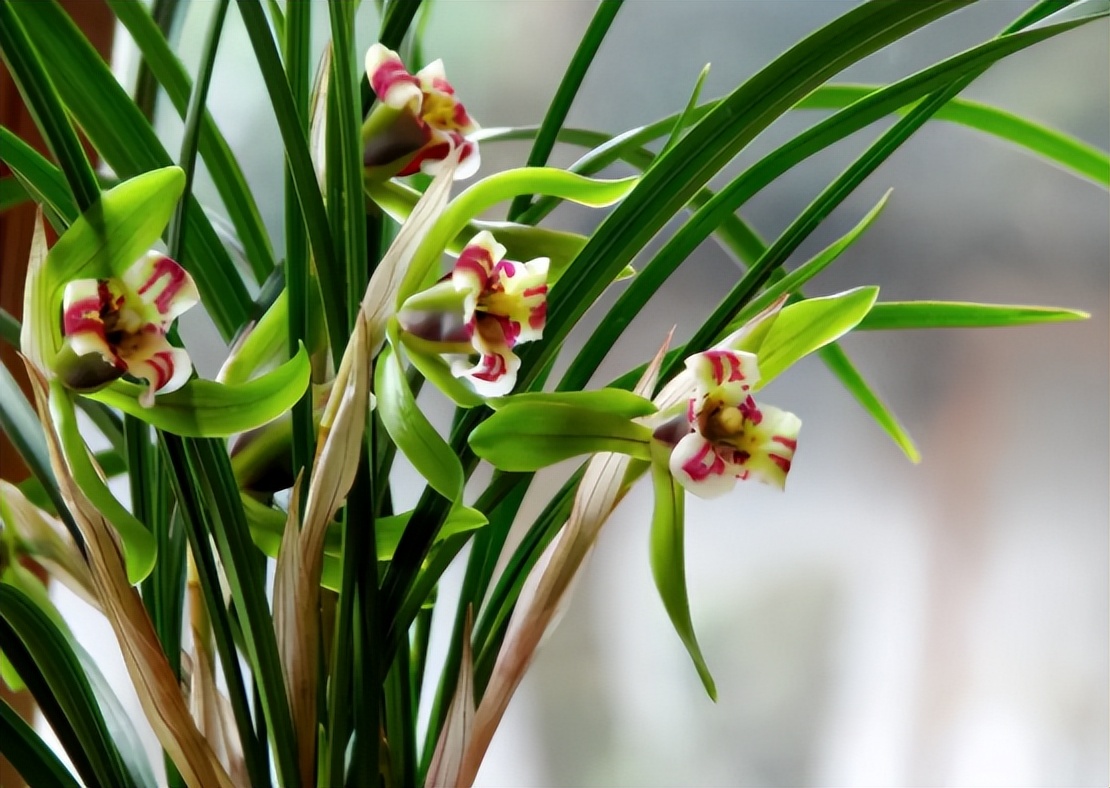 养花先养根学一招就能撑爆盆,养花有什么妙招养得最好