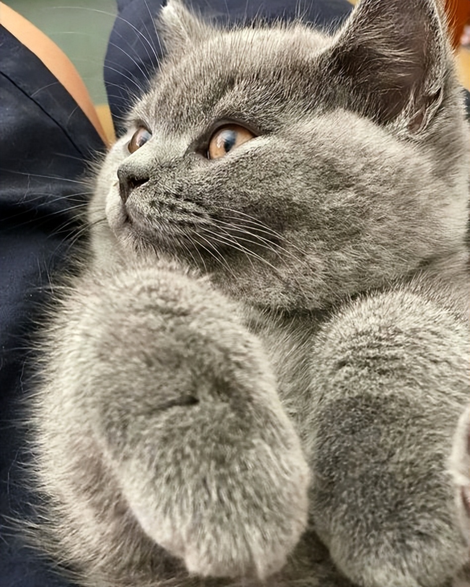 英国短毛猫各种品种大全,英国短毛猫品种介绍大全