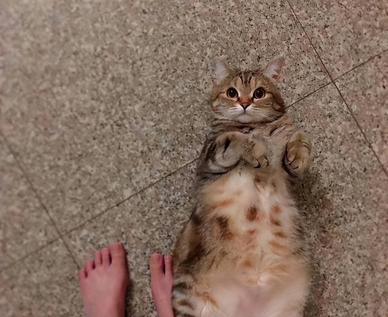 猫咪躺下露肚子代表什么,原来猫咪露肚子有这些含义