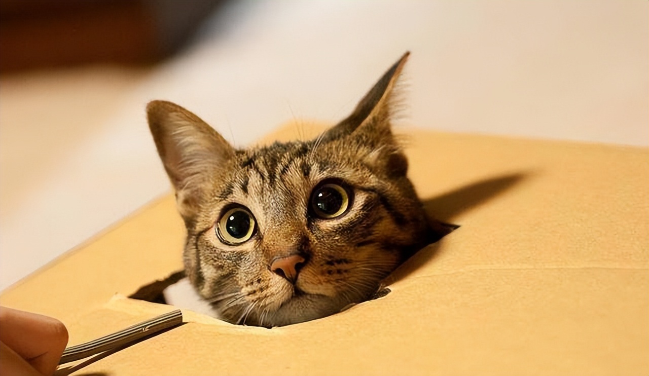 如何给不听话的猫咪剪指甲,可以用普通指甲剪给猫咪剪指甲吗