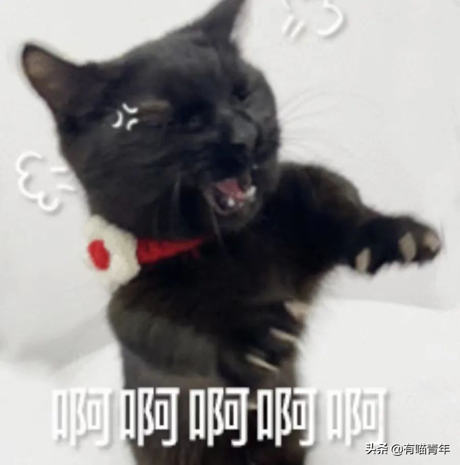 被央视曝光的猫粮,进口猫粮与国产猫粮能掺起来吃吗