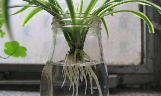 油画吊兰可以用水养吗,吊兰用水养浇啥肥料