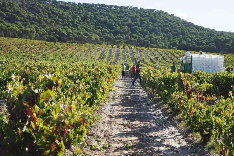 西班牙四大酒王,西班牙酒王