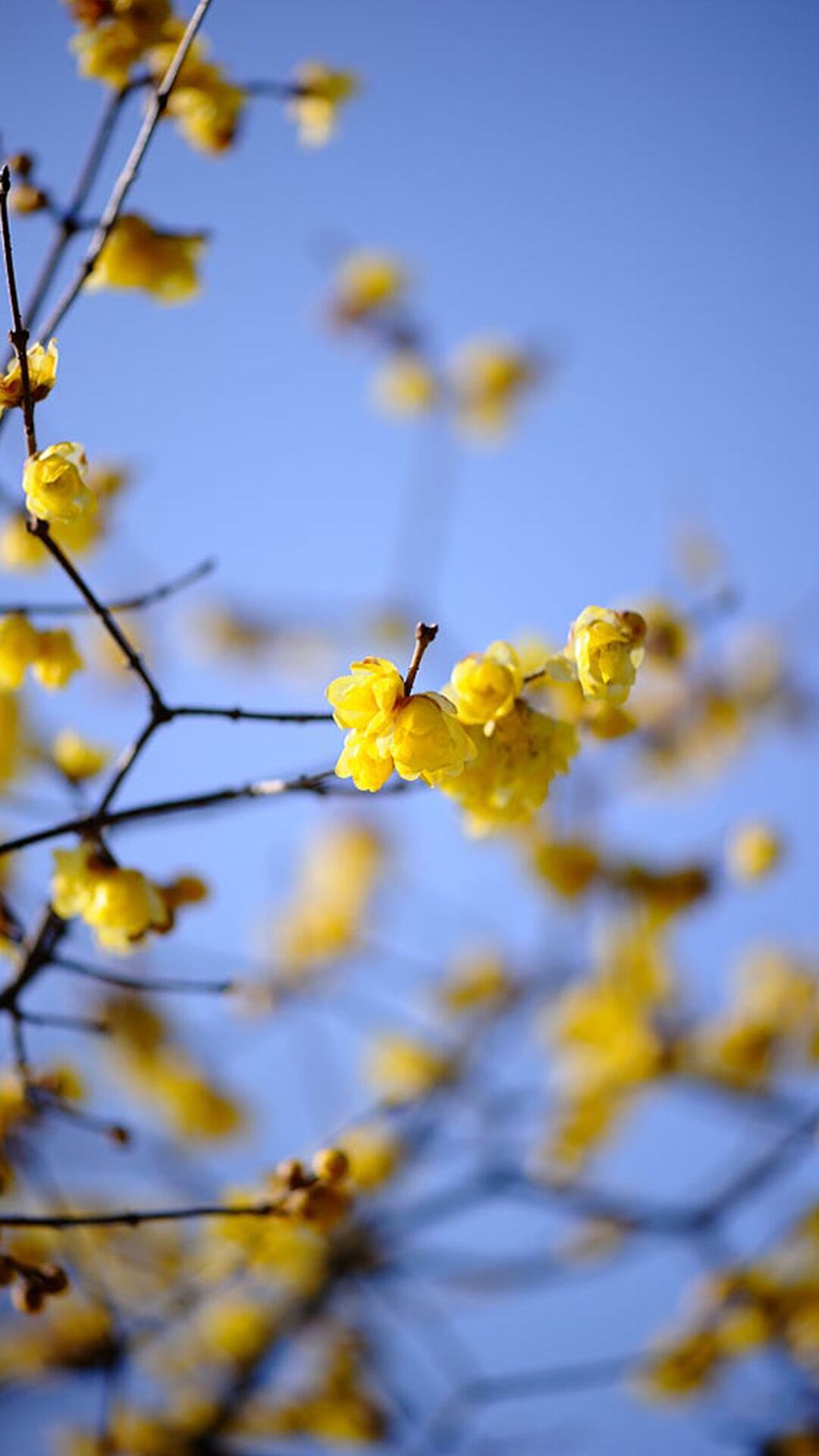 篱菊抱香死，化入岁寒枝——腊梅，腊月之花，凌寒早放，傲骨天香