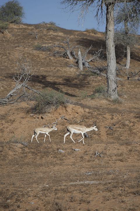 哈伊马角利兹卡尔顿,哈伊马角沙漠丽思卡尔顿酒店