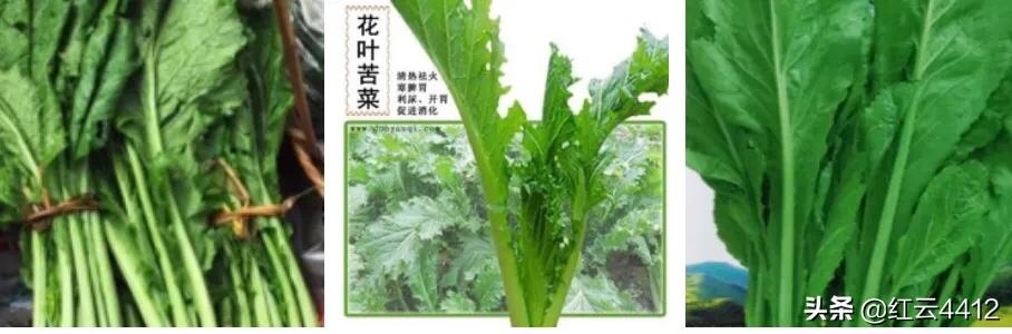 云南的青菜,云南青菜好吃的标准