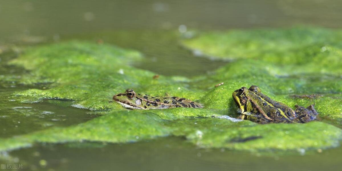 钓黑鱼刺鱼技巧,教你怎么打黑鱼