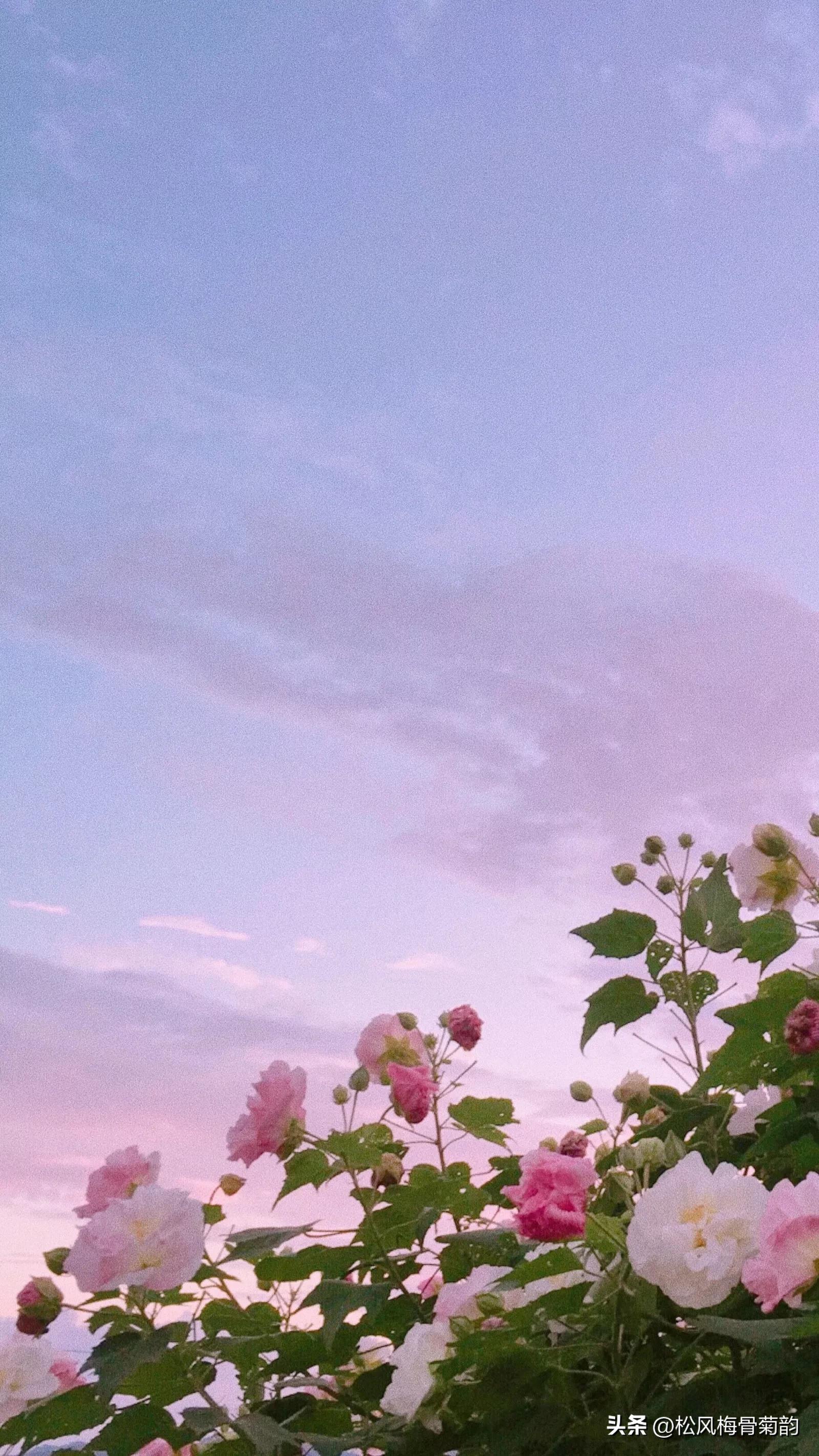 心若香茗静听花开的意思,心若香茗静听花开文案