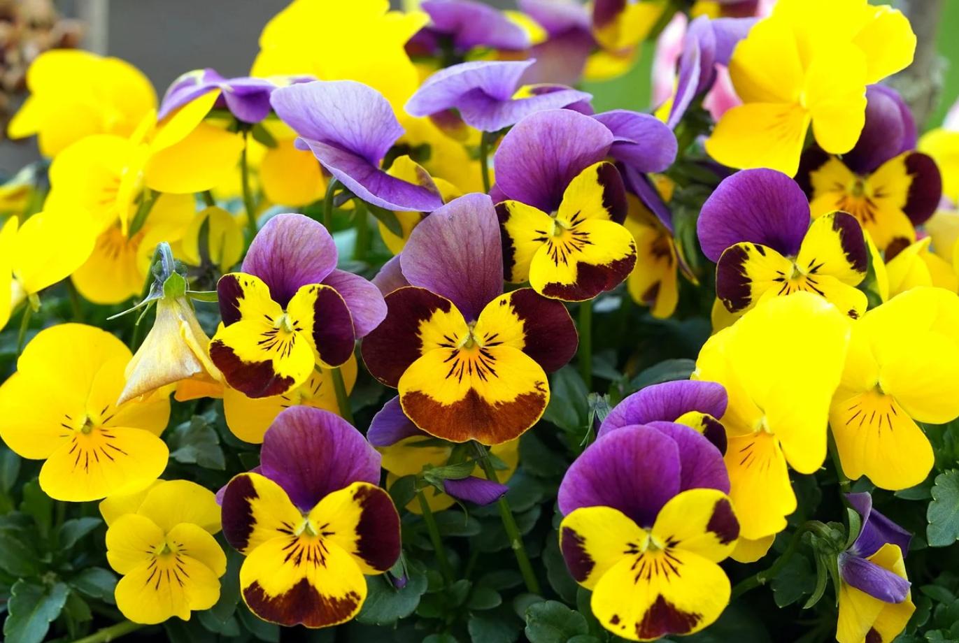 小学生英语和数学同步学：小学900基础词汇词源解析第二十二课