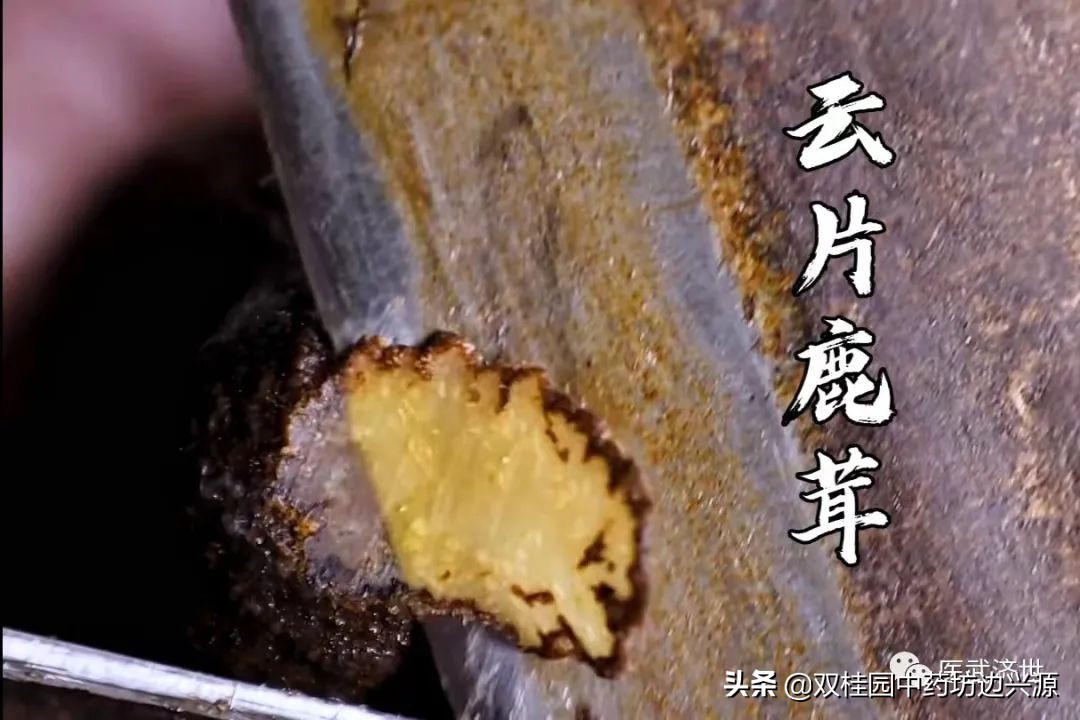 中药材炮制是千年非遗技艺,干鹿茸最原始的炮制方法