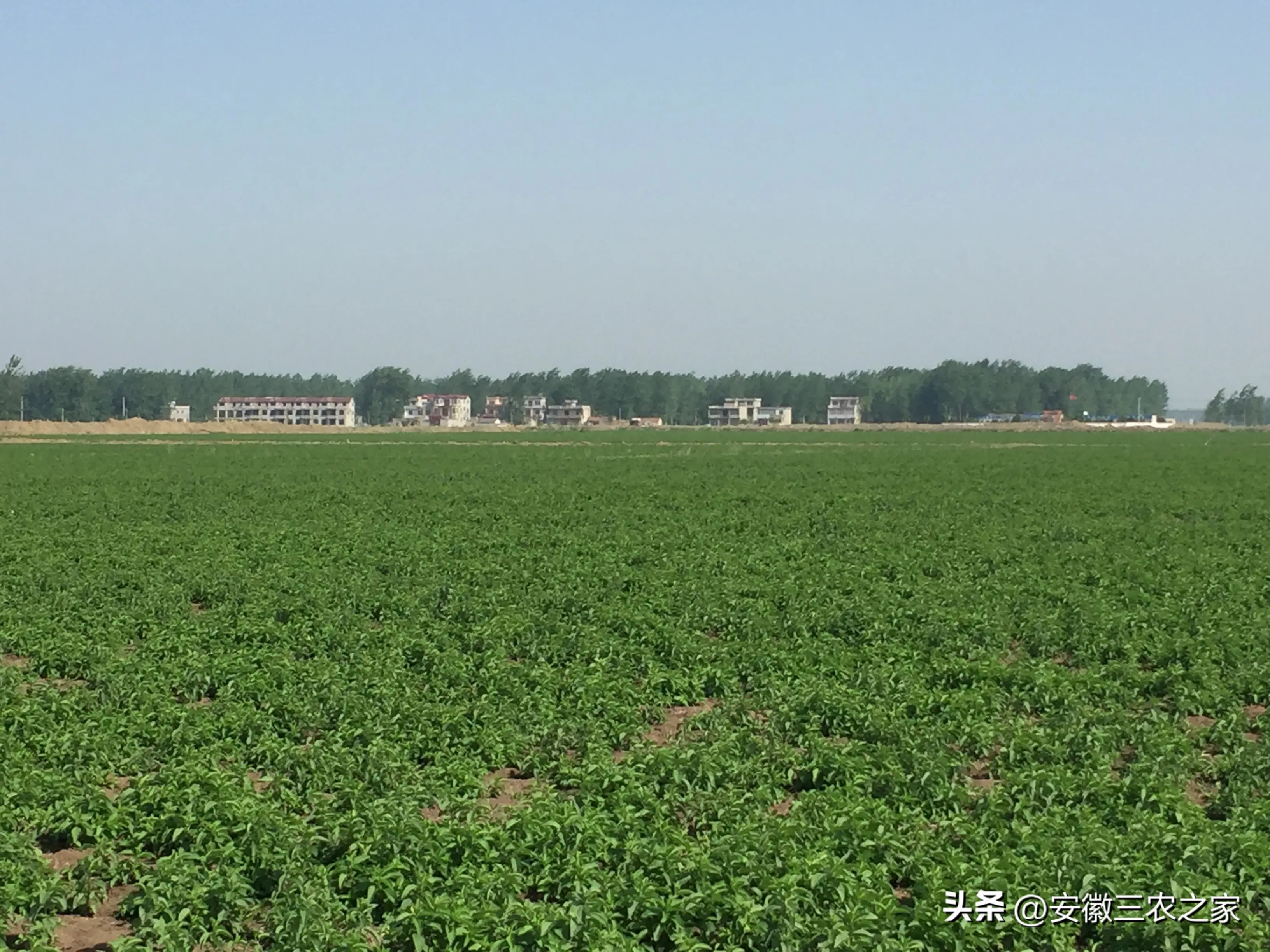 旱地种薄荷一亩收入,种100亩薄荷一年能挣多少钱