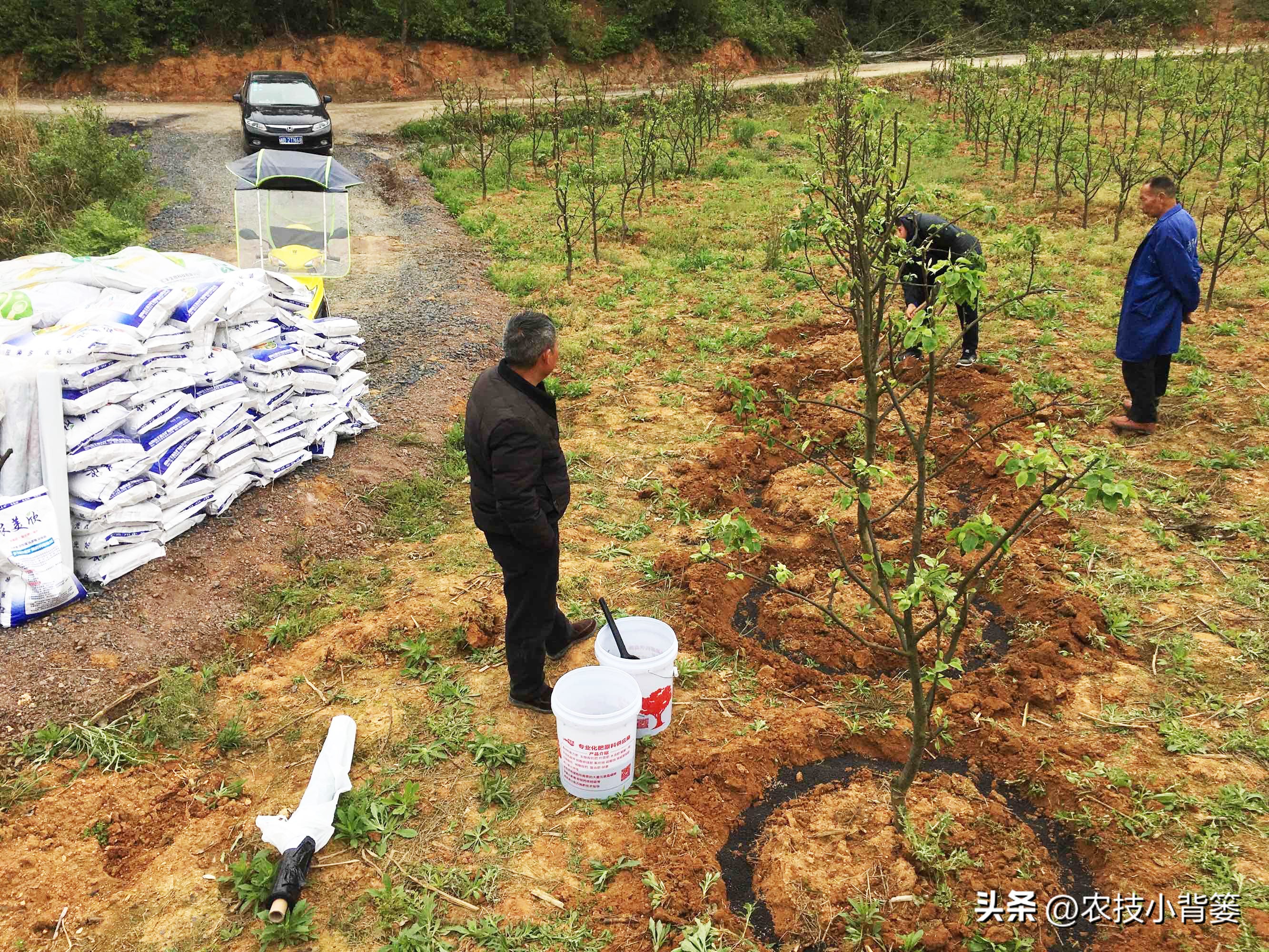 磷肥过量施用会怎样,磷元素缺乏有什么危害
