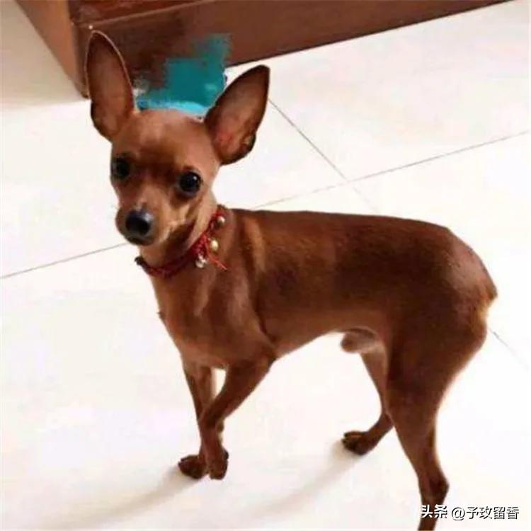 宠物狗应该怎么养详细介绍科普,宠物狗喂养及训练方法有哪些