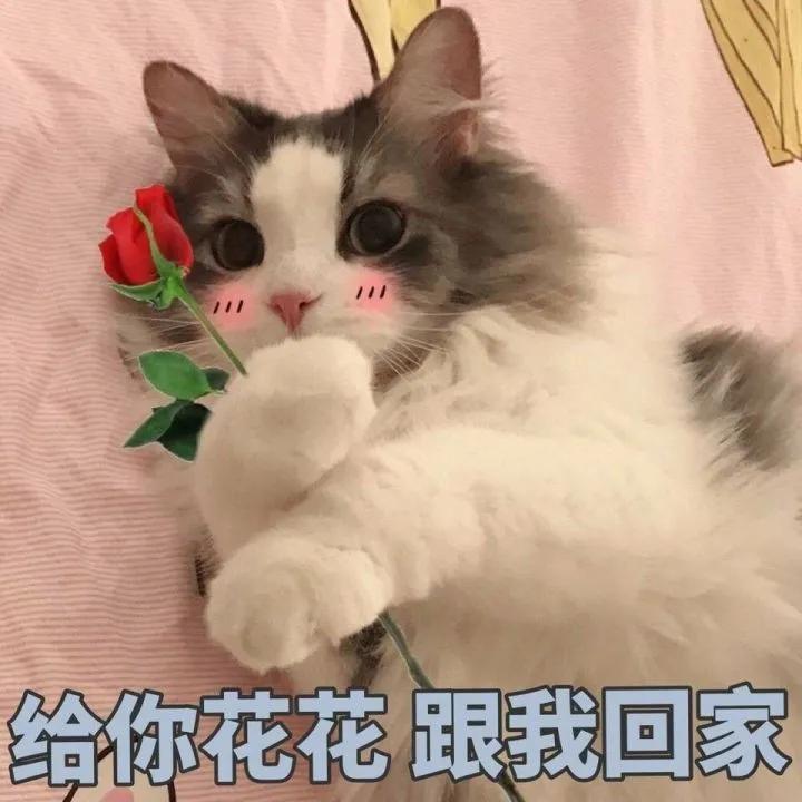 给你花花表情包,给你花花表情包啥意思