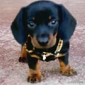 狗的种类常见宠物狗的品种及特点,宠物狗种类及特点