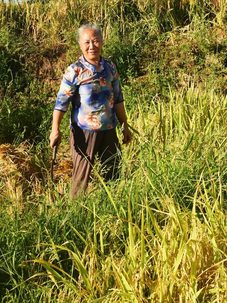 稻菽飘香各地丰收忙,稻菽飘香图片
