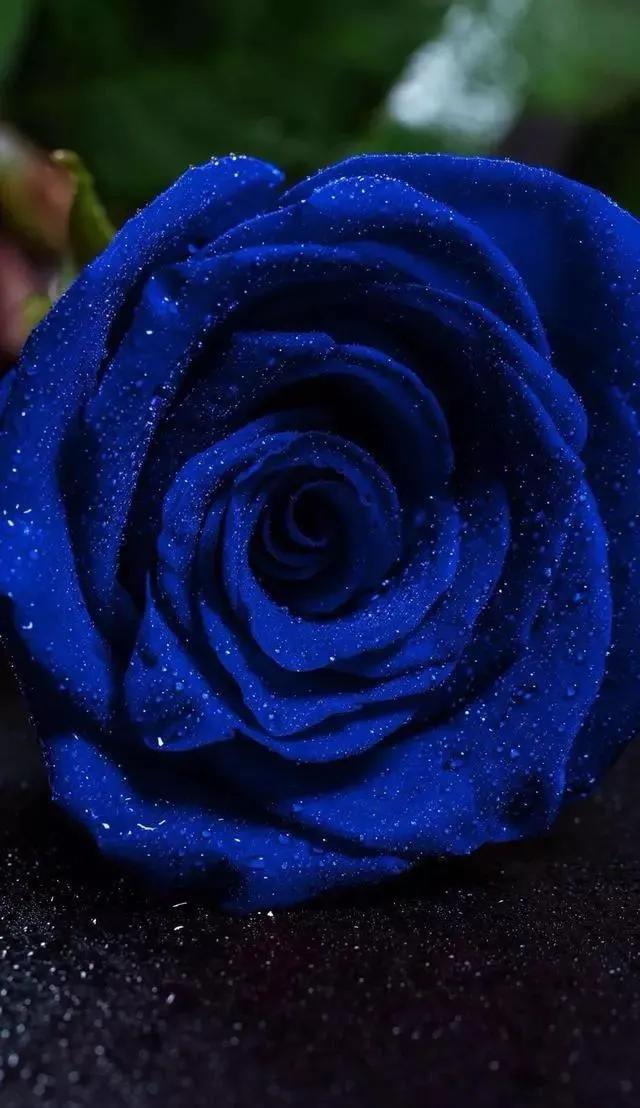 蓝色妖姬花束壁纸,花朵壁纸蓝色