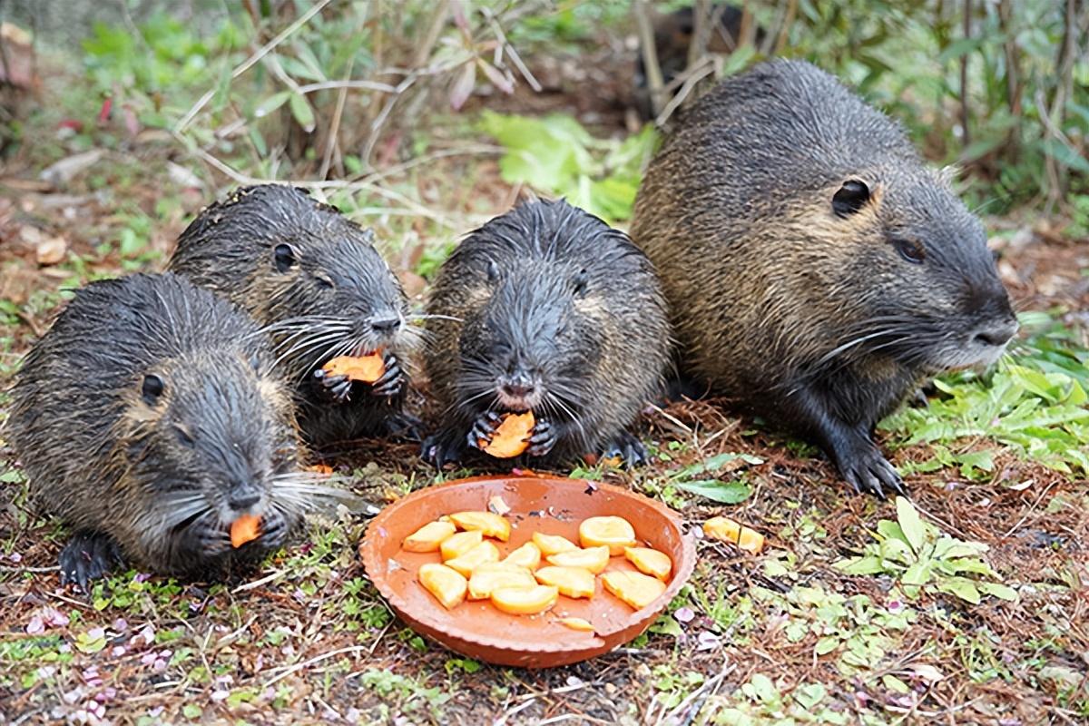 上海多地出现巨型老鼠新闻报道,上海老鼠最小的有10斤是真的吗