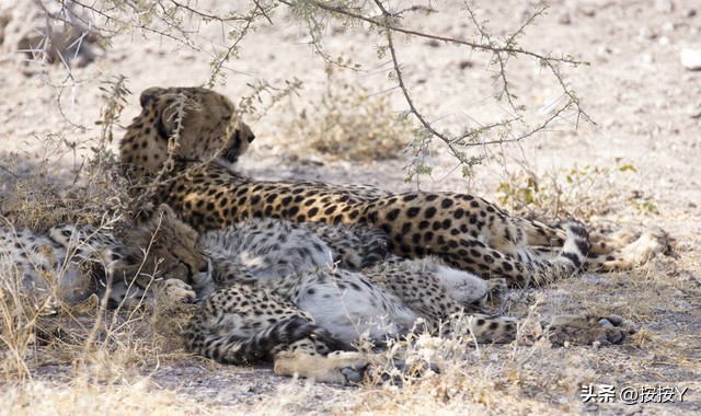 猎豹奔跑的速度比人类快多少,猎豹一个小时能奔跑多少千米