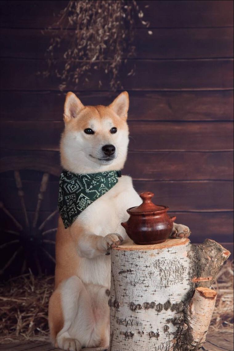 柴犬幼犬挑食不吃狗粮只吃火腿肠,柴犬挑食不吃蔬菜