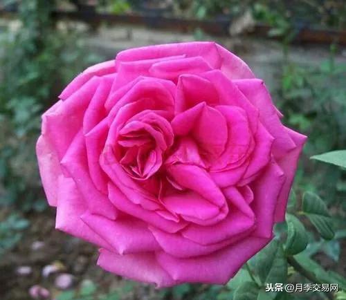 月季品种醉花,月季品种大全及图片欣赏