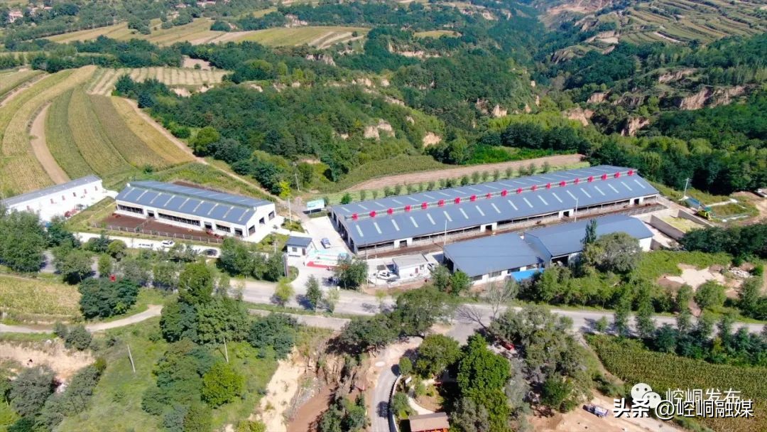 “我们这十年”丨崆峒：“畜”势勃发“牧”歌欢唱