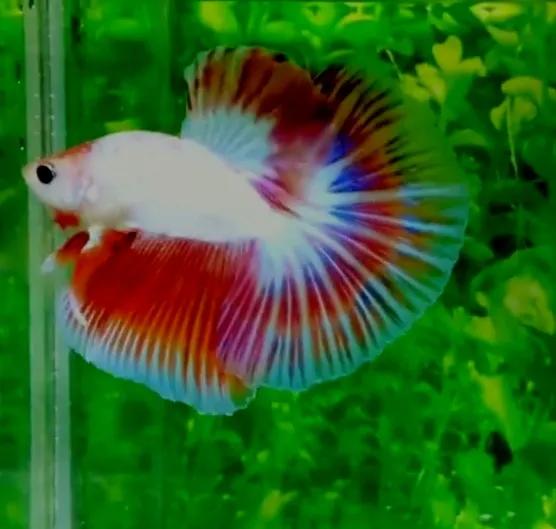 斗鱼身体弯曲是什么原因，怎么办