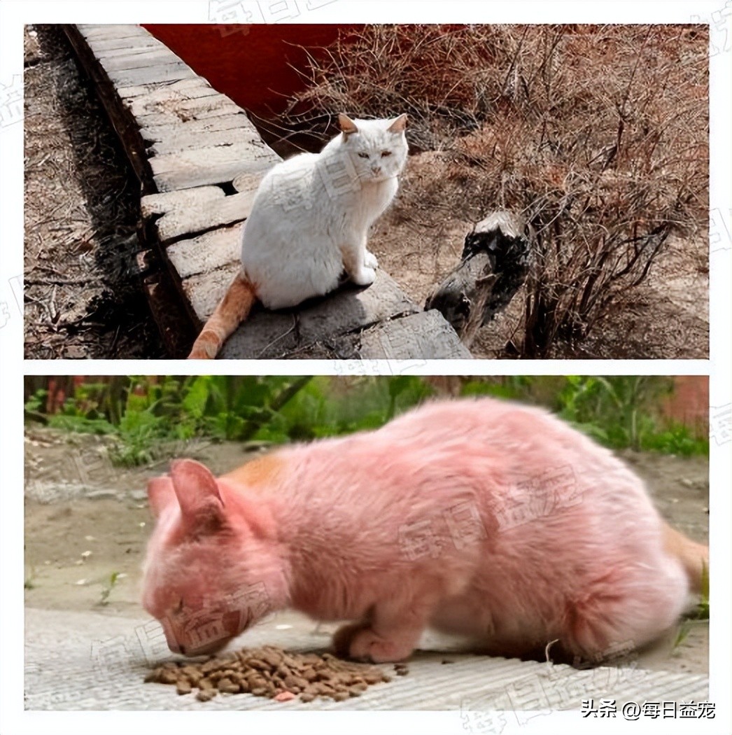 世界杯火了的猫,足球世界杯猫