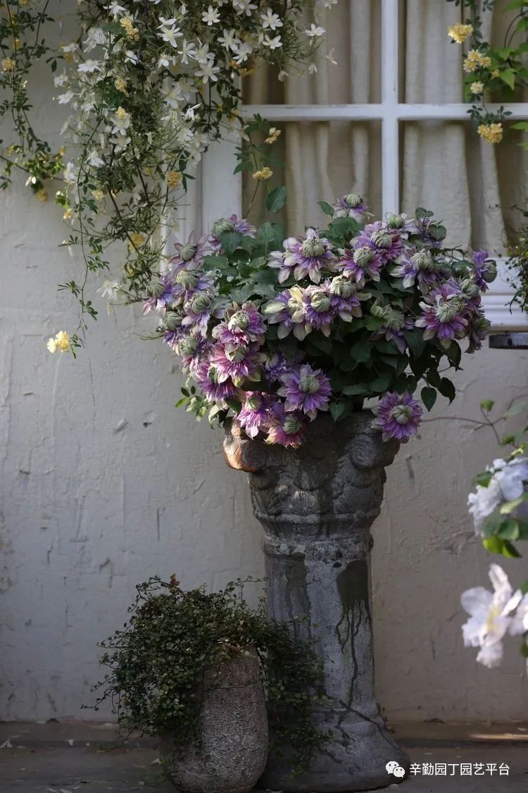 第八届园丁奖露台组《030号》洛基花园