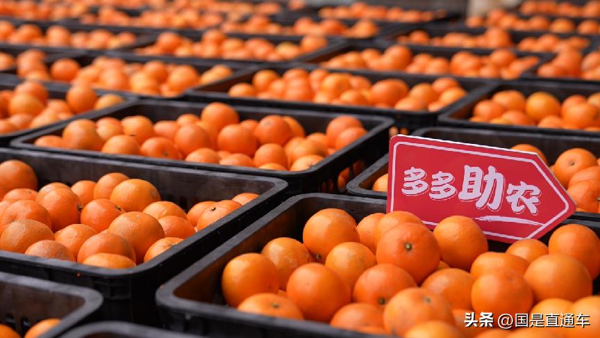 广西武鸣沃柑卖货,武鸣沃柑果农