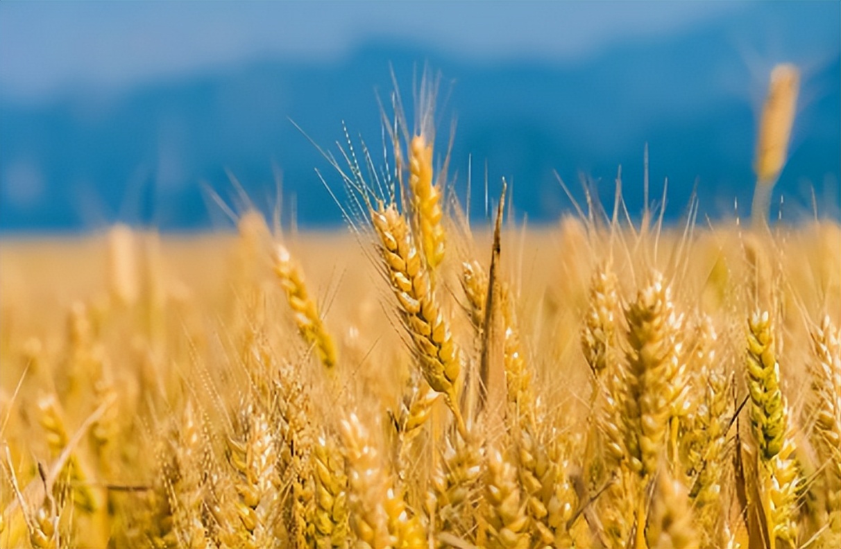 “六月喝5宝,财福往家跑”,记得给家人煮上一壶,清凉又消暑