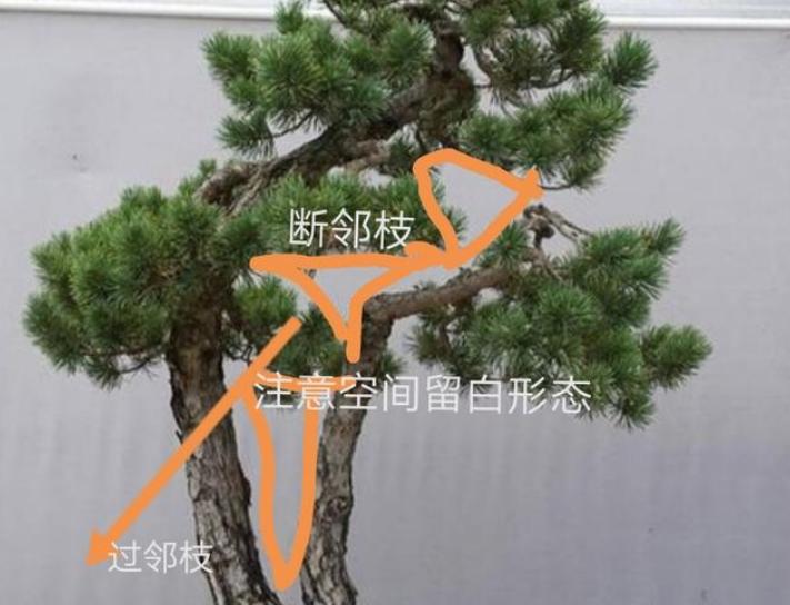 双杆盆景取舍图片,双杆盆景距离远怎么造型