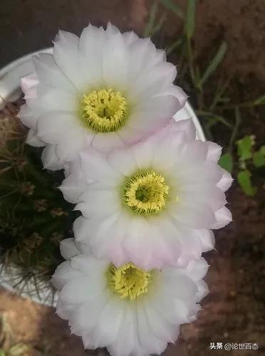 第124季有刺萼属凤冠丸和花冠丸