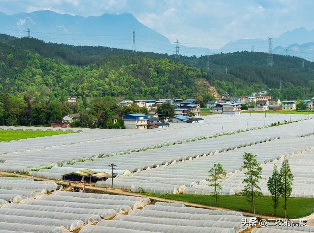 怎样种植的樱桃萝卜又脆又甜,北方露地樱桃萝卜种植时间和方法