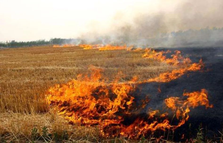 秸秆氨化处理方法,秸秆灰渣最佳处理方法