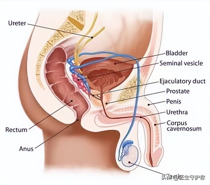 尿量感染反复发作的原因