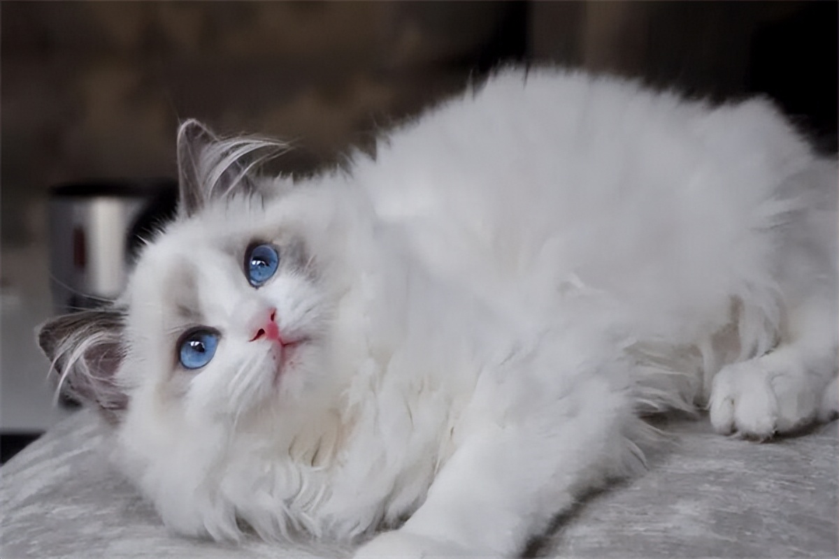 布偶猫多少钱一只3000元,为什么有的布偶猫才2000元一只