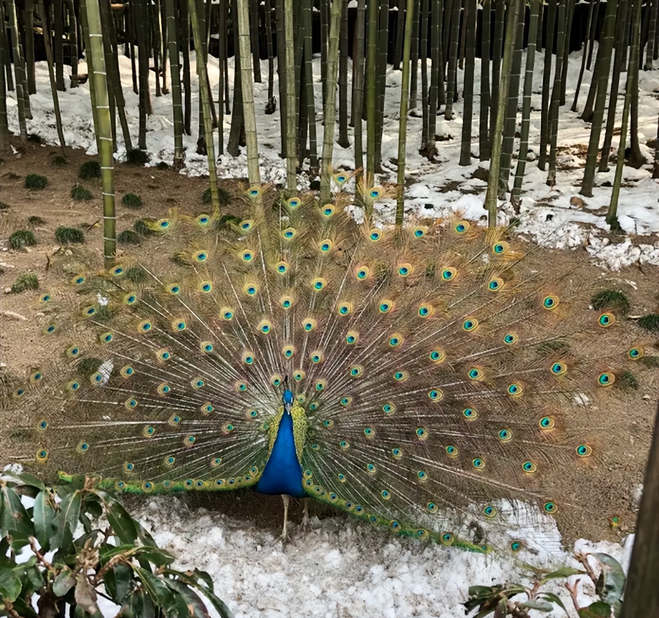 南山竹海御水温泉竹溪谷酒店,御水温泉竹溪谷酒店赏竹
