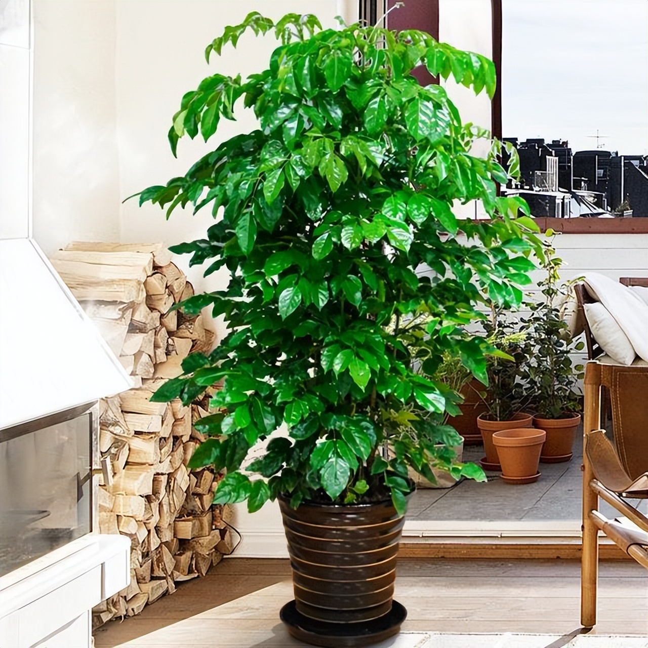 家里客厅寓意最好的树,八方来财树放在客厅什么位置最好