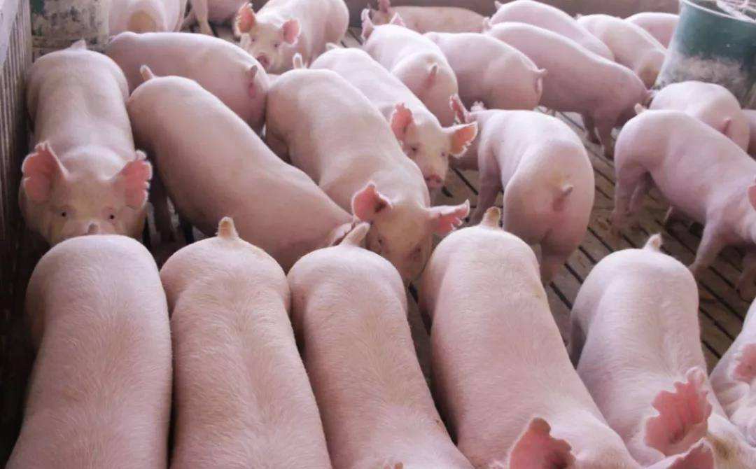 养殖母猪注意事项和经验,养殖母猪人工授精技术