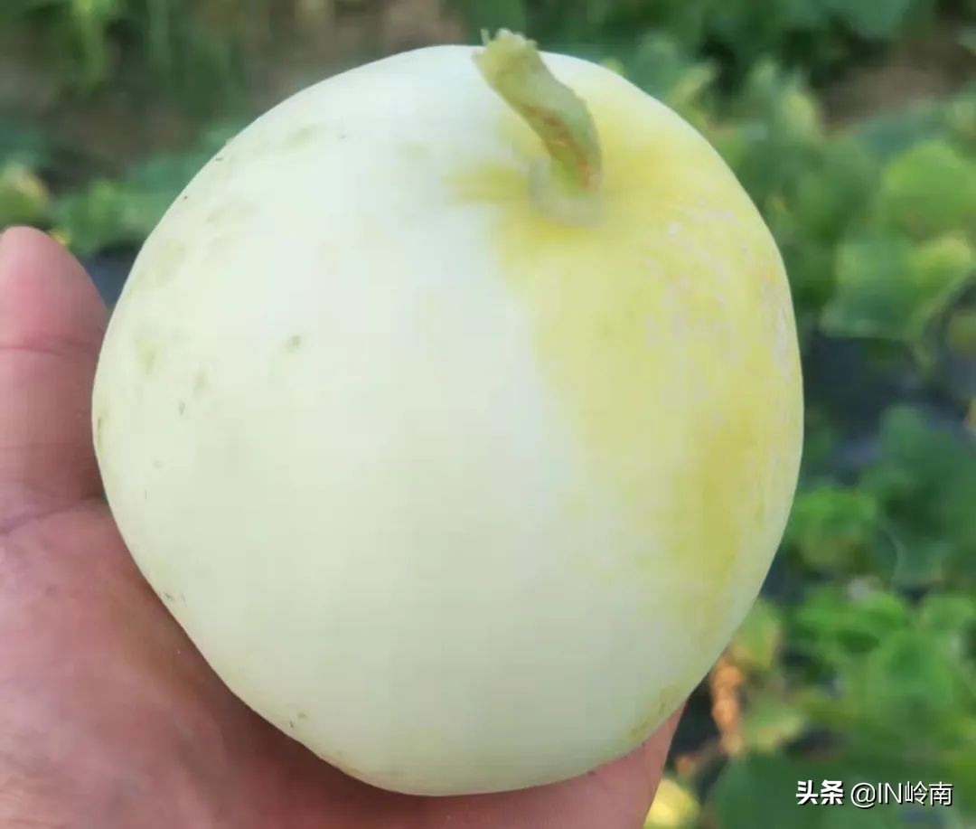 音乐潮玩市集白云公园站,潮玩街区音乐集市仁寿