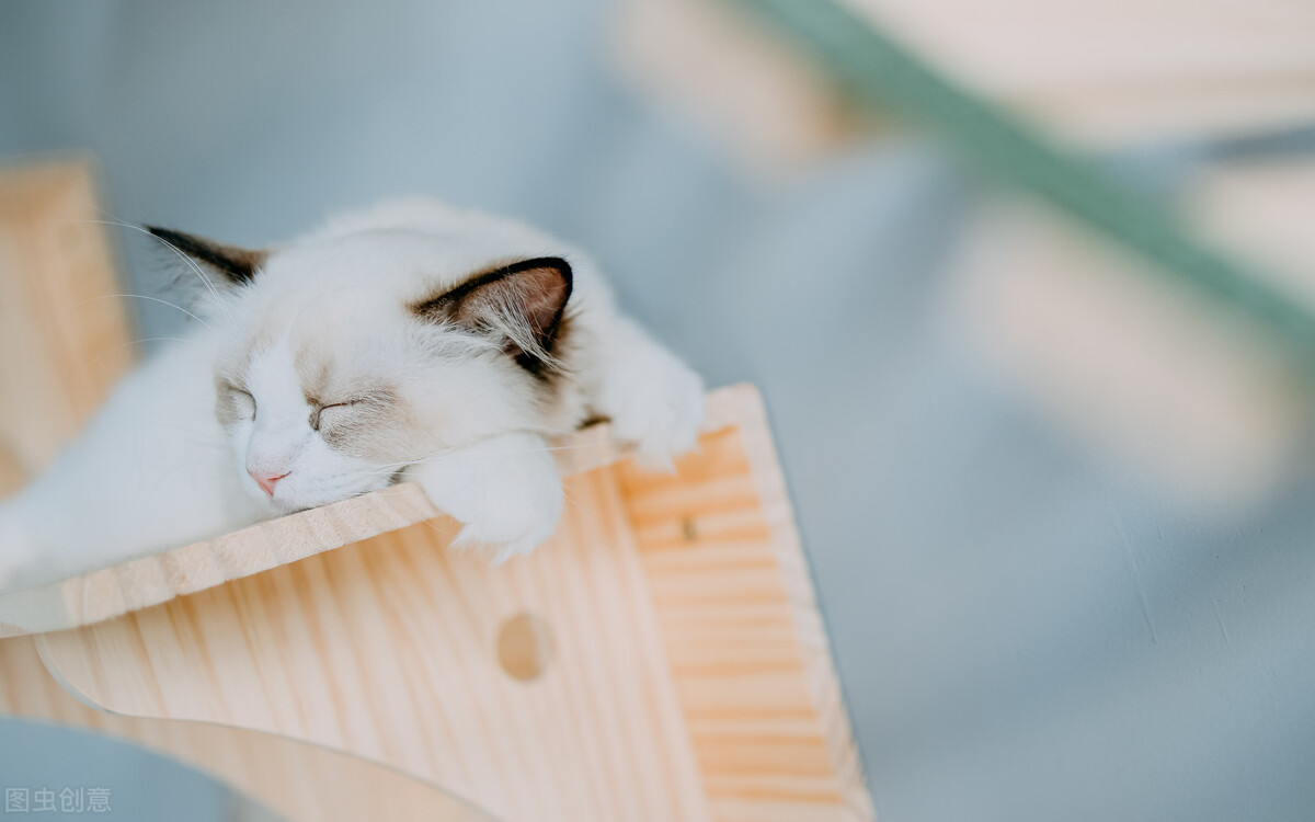 母猫发情可以洗澡剃毛吗,剃毛可以抑制母猫发情吗