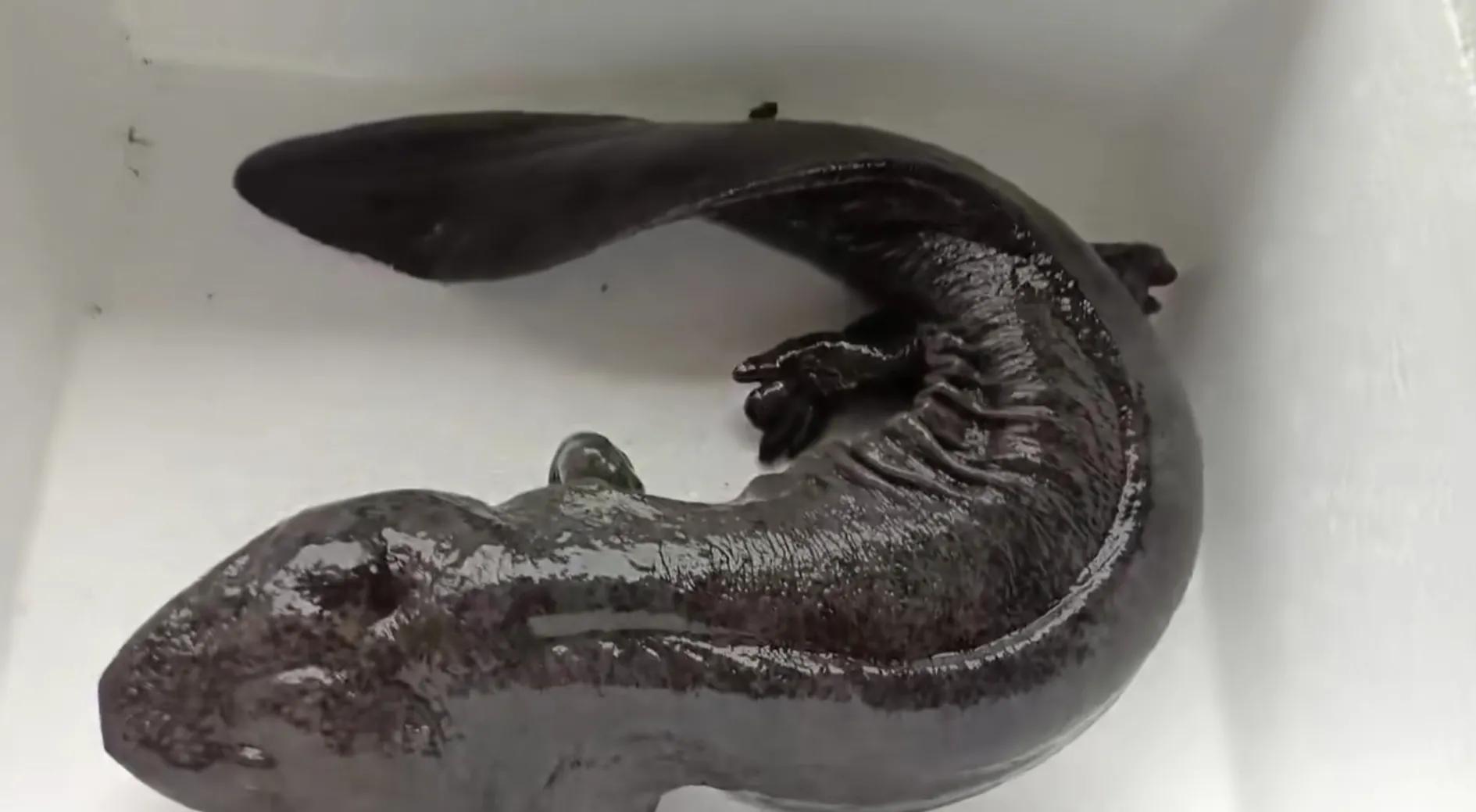 汝阳县娃娃鱼,睢宁土特产娃娃鱼