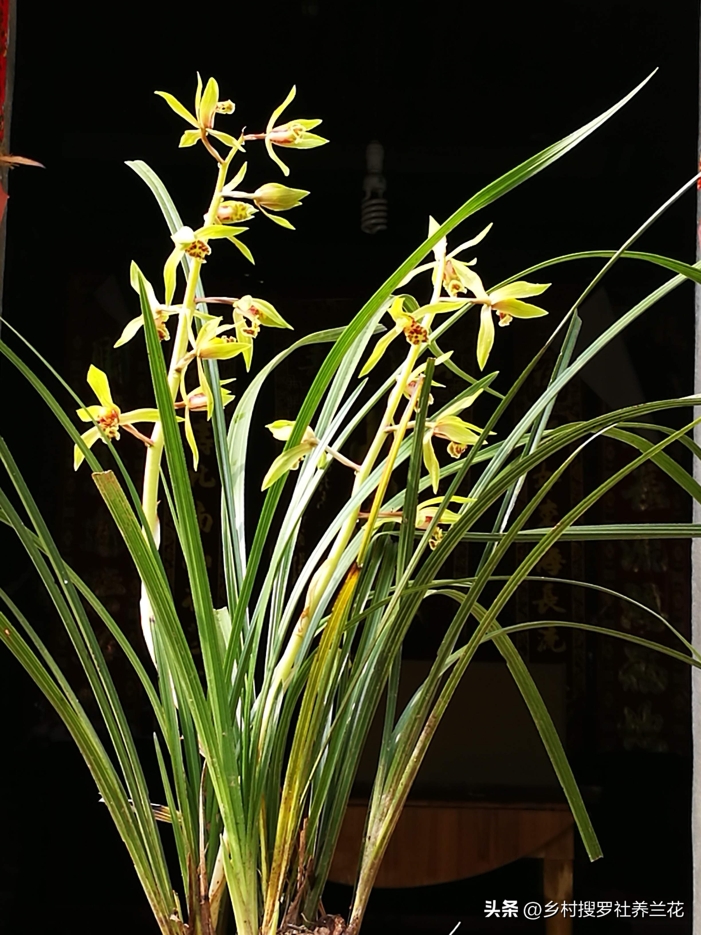 蕙兰开花浇什么水最好,养大花蕙兰什么时候控水