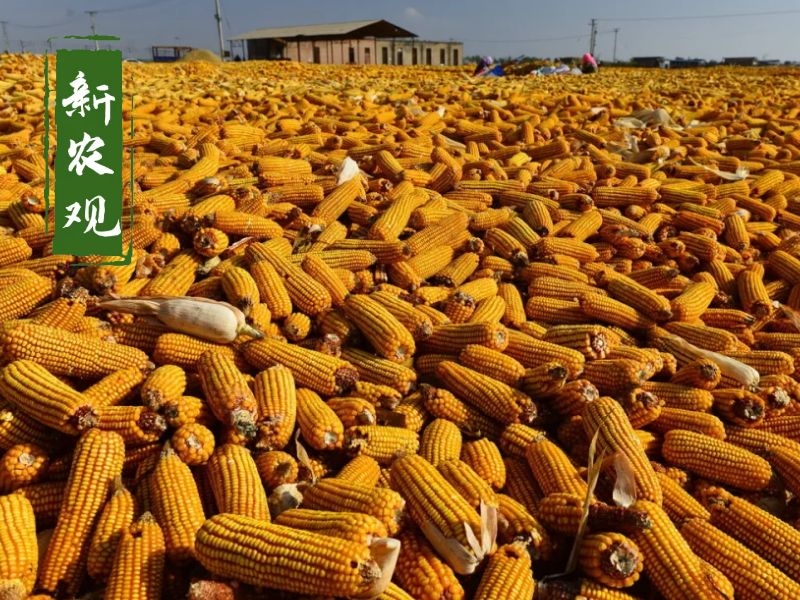 跌跌不休的玉米何时反弹,玉米涨跌主要原因