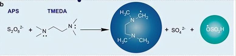 唾液酸与杜克雷嗜血杆菌周质结合蛋白之间相互作用的分子特征