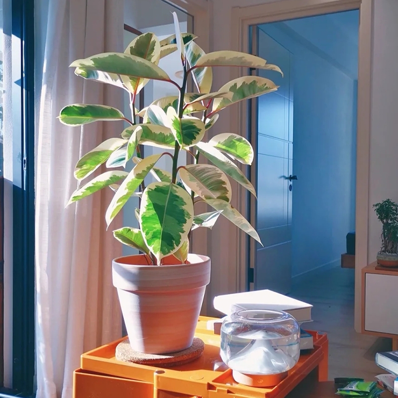 超级好养的大绿植排名前十,比较好养的大型绿植