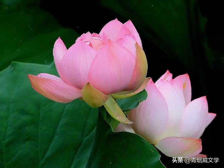 十首绝美的咏荷的词,咏荷七律诗句